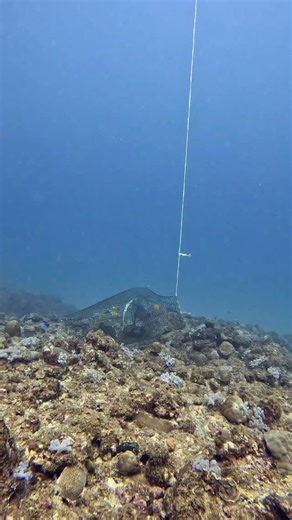 Ian Haggerty on Instagram: "While diving, I came across a large wire fish trap sitting on the reef. Inside were several reef fish and a moray eel. These traps are set legally by local fishermen, and I fully understand why they are used — fishing is how many families earn a living and put food on the table. However, traps like these can cause unintentional damage to coral reefs. When left on the reef, they can crush coral, trap non-target species, and continue catching marine life long after they