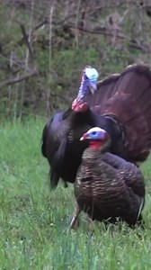 2.6K views · 125 reactions | Avian X beat down. | Avian X | Facebook