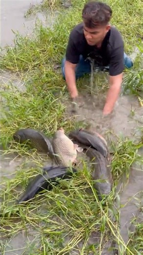 Black carp, Golden carp ang 2 Snakehead