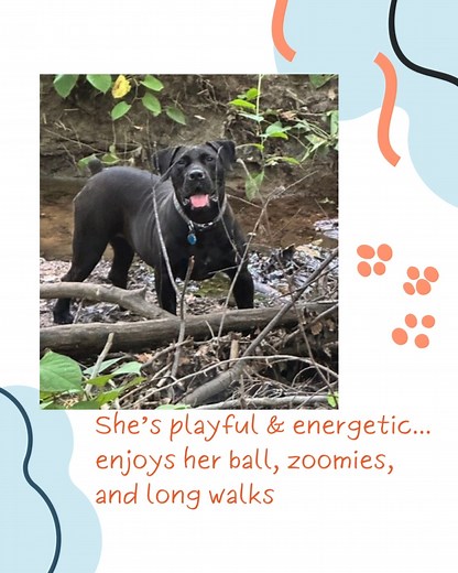 Molly Needs a Foster Home or Adopter! | Brookline Labrador Retriever Rescue