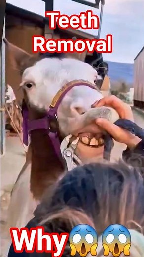 Horse Teeth Removal Procedure – Step by Step Demonstration#viralvideo#shorts