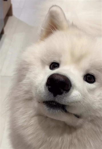 Cute Samoyed Dogs Getting Stuck with Their Teeth