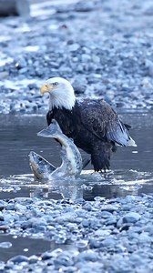 1.8M views · 13K reactions | Circle of life. First thing they do is take the eyes  out then wait for it to die…. #baldeagle #baldeaglesofinstagram #Eagles #wildlifephotography #wildlife #Alaska | Mark Bouldoukian Photography | Facebook