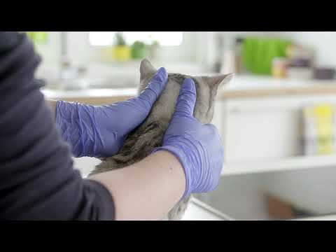 How To Apply Bravecto® Spot-On for Cats