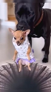 91K views · 1.3K reactions | #funny | 123 GO Challenge | Facebook