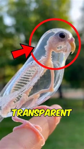 Top 3 INVISIBLE Animals You Won’t See Coming