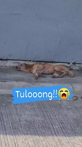 Hinang Hina na at itin@taboy ng mga residente sa wellington general trias cavite As per reporter #doglover #petlover #dogrescue | Michael Gecera Saliva