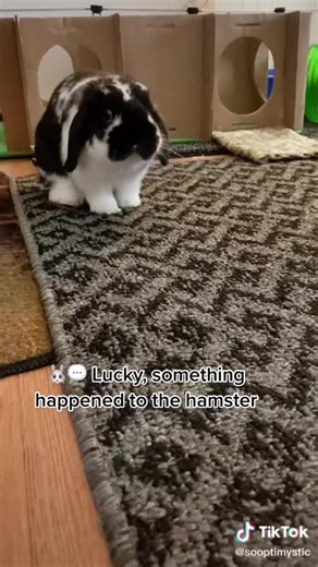 #onthisday perfect memory for a day where TT went dark for our American family. #luckyandnorman #4ever #jasonbankscomedy #ourluckypennybun #riptiktok #bunnie @🐰❤️ Norman the Bunny ❤️🐰 I’m tagging you in it for when you return. I’m glad I can still see them but sad you can’t. See you soon Norman.