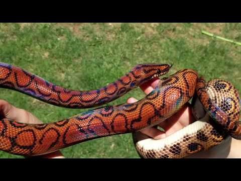 SYCS: Brazilian Rainbow Boa ("K'uychi")