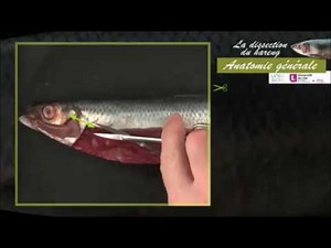 zoologie/ dissection du poisson partie 2