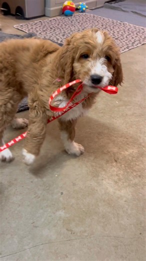 Puppy tries to walk her sister on the lead 😂 🐾