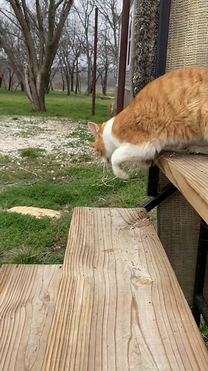 Caught the neighbour cat sleeping on the porch #cat #catsoftiktok #animal #fyp #sleepy #outlikealight