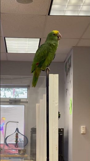 Talking Amazon Parrot