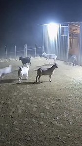 22K views · 208 reactions | A silent goat farm turns into a nightmare when a terrifying mysterious creature appears at midnight. Goats panic, shadows move, and the creature launches a sudden horror attack. This shocking and scary reel will freeze your audience with fear. #MidnightAttack #GoatFarmHorror #MysteriousCreature #ScaryReel #CreepyFootage #HorrorClip #NightTerror #FearMoment | Grumbo | Facebook