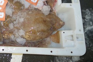 Icelandic Lemon Sole Achieves MSC Standard | Commercial Fishing