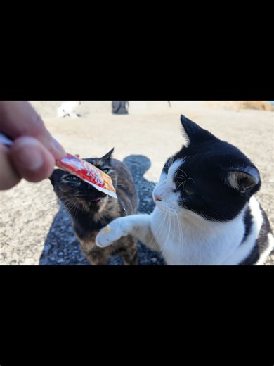 猫好き必見！佐柳島の魅力と旅行ガイド