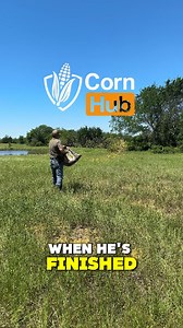 2.9K views · 17 reactions | You thought you knew corn… Welcome to Corn Hub.  Sack. String. Strut. Toss. Just another day on the farm. #CornHub #PorkPolice #ToddLife #ASMR #farmtok #countryfunny #cornycontent | Pork Police | Facebook