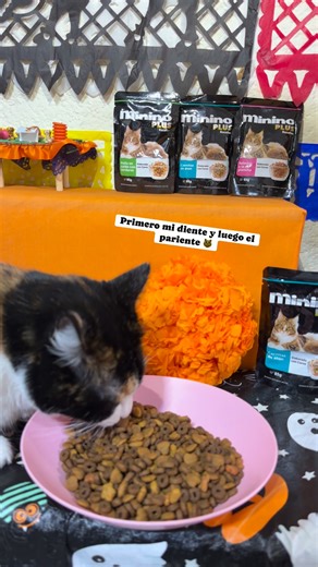 4.6K views · 124 reactions | Ya llegó la primera muerta, pero de hambre  | Michi my friend | Facebook