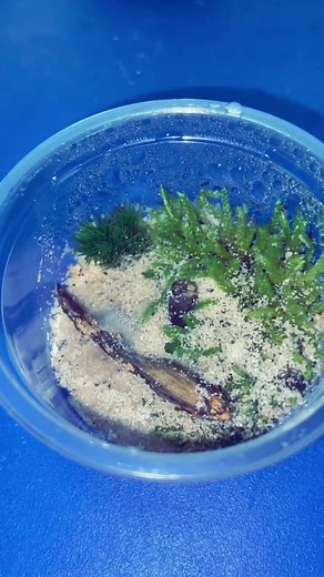 Exploring the Fascinating World of Monomorium Minimum Ants