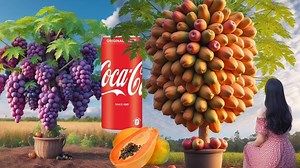 Best Idea!!! Unique Skill Simple tips for Grafting Papaya with Grapes and Cocacola get Papaya tree Have Alot of Grapes fruits #naturelife #fruits #relax #farmlife #gardening #vegetables #fruit #satisfying #growtree #greenplant #fruitsfarmer #greenlife #videoviral #plantgrowing #virals #viralpost #viralpost #garden #fruits #farm #farmer #farming #unique #farmerlife #trees #technology #agriculture | Wow 99