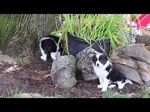 Border Collie Puppies For Sale