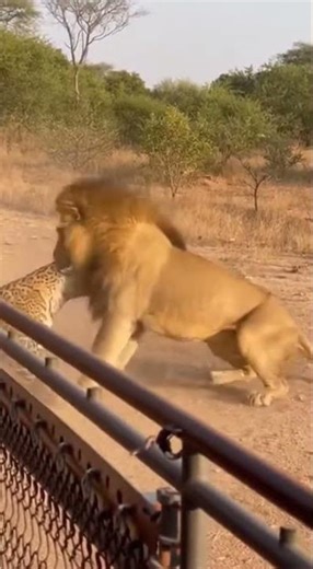 🦁 Male Lion Fights Jaguar Protecting Cub - POWERFUL Battle! 😱