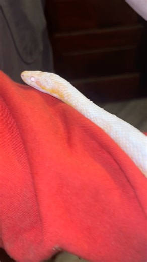 Handling some corn snakes 🐍 #snake #animals