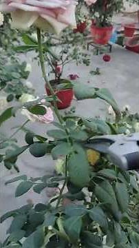 How to prune rose plant after flowering