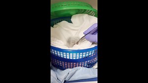 1.4K views · 111 reactions | An adult Eastern Screech Owl only grows between 6 and 10 inches, so they are often mistaken for a baby owl.  However, when they are babies, they do not have their adult feathers, so they are white and fluffy, just like this baby screech owl. 黎 #FloridaWildlifeHospital #AnimalBabies #ScreechOwl | Florida Wildlife Hospital | Facebook