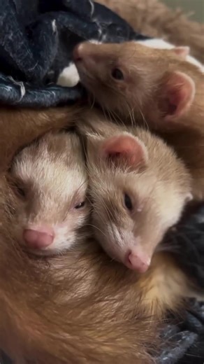 These sweet girls are all looking for their new forever homes❤️🥹🐾 Please contact us directly if you’re interested