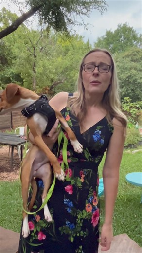 1.5K views · 75 reactions | Adopt Chewie! Hound Rescue Austin TX https://www.houndrescue.org | Hound Rescue | Facebook
