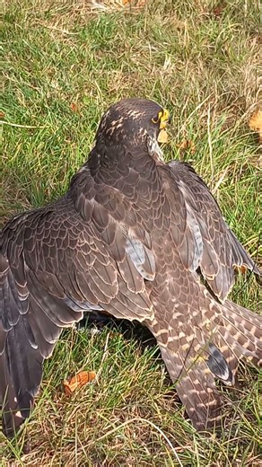 PEREGRINE ON THE LURE