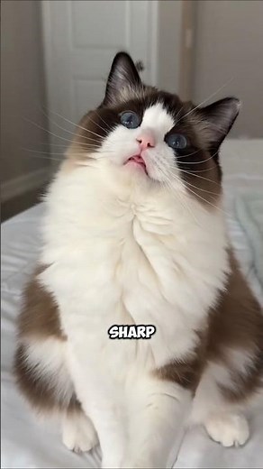 Intelligent Cats: Proof Your Cat Might Be a Secret Genius 😼🧠