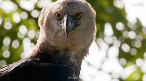 Scientists reveal why the harpy eagle sits at the top of the aerial food chain