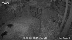 15 or so out of Kickapoo bottom near Murchison ahead of the rain. Dropped on these on the way home from picking a group up from another trap. Got them loaded up before the bottom gets messy! | East Texas Hog Control