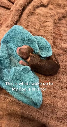Woke up to my dog having her puppies 2 days early #fyp #fypシ #foryourpage #fouryoupage #puppiesoftiktok #puppies #americanbully #pocketbully🖤 #birth #laboranddelivery #labor #puppylife #doglover #dogsofttiktok #dogdad