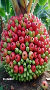 Harvest Apples And Bananas From Banana Trees With Easy Planting Methods #banana #apples #gardening #bhfyp #nutrition #fruitlover #fruits #fitness #fruitgarden #shortsfeed #instagram #tree #fruittree #fruittrees #grafting #reelsvideo #shortsreels #shortsviral #garden #shortsvideo #satisfying #fruit #shots #reelsfb #fruitsalad #freshfruit #agriculture #trees | Tree Garden