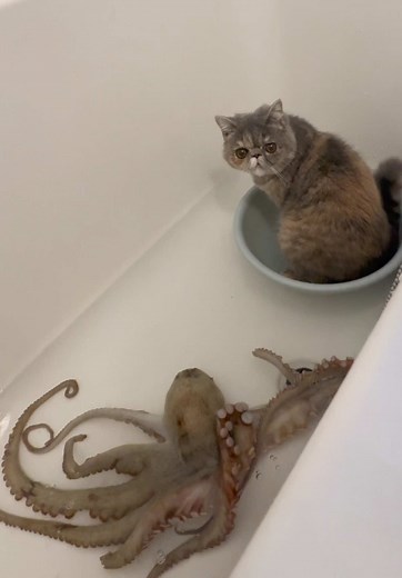 Cat Meets Octopus in Bathtub Encounter