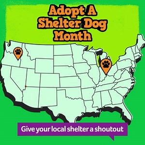 They rescued your dog, so that your dog could rescue you. Do you 💚 your local rescue? Give them a shoutout in the comments below and help encourage future pet parents to give shelter pups a second chance. | Pet Supplies Plus