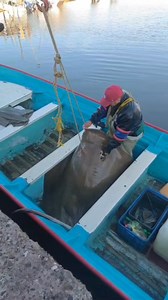Pesca de mantarraya gigante en la isla macapule . En el tortugo Guasave. Sinaloa. México. #videoviralfacebook #mexico #seguidores #Sinaloa #culiacan #destacar #mantarrayas | Caza Y pesca con Bulmaro