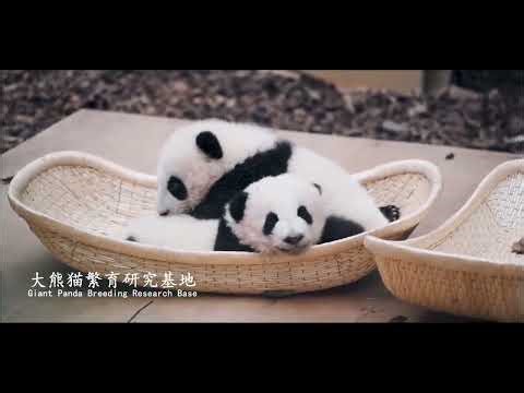 Chengdu, China: History, Culture & Everyday Life in the Heart of Sichuan