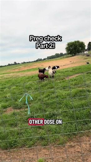 Pregnancy check part 2! These 4 does were artificially inseminated and 2/4 appear to be preggo ❤️❤️❤️ so excited!!!! #goats #livestock #farmlife #farm #babygoats