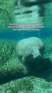 2.1K views · 50 reactions | Did you know you don’t have to wait until winter to see manatees?  Fall brings amazing wildlife encounters at Silver Springs. It’s the perfect time to paddle! | Get Up And Go Kayaking | Facebook