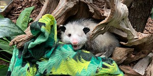 New at the Zoo: Basil the Virginia Opossum