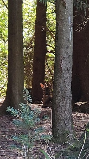 Center parcs deers 🦌👀 #Centerparcs #longleatcenterparcs