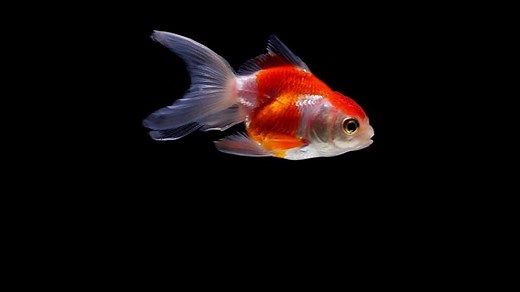 Download Action and movement of golden fish on a black background for free