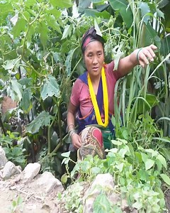 249K views · 1.6K reactions | Technology for producing yarn and housework - My village official videos | Harvest Village | Facebook