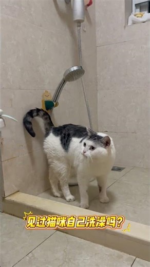The Ultimate Solo Bathing Cat Challenge: Who's the King of Clean