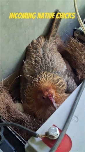 Finding Surprise Eggs In The Most Unexpected Farm Equipment
