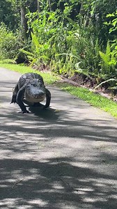 After being videoed earlier this month visiting ponds and looking for female mates deep in the Everglades, Loosescrew makes his way back home using our driveway here at Clyde and Niki's Big Cypress Gallery. This sporadic journey always draws attention from visitors and staff alike. Video by Conny Randolph | Clyde Butcher's Big Cypress Gallery